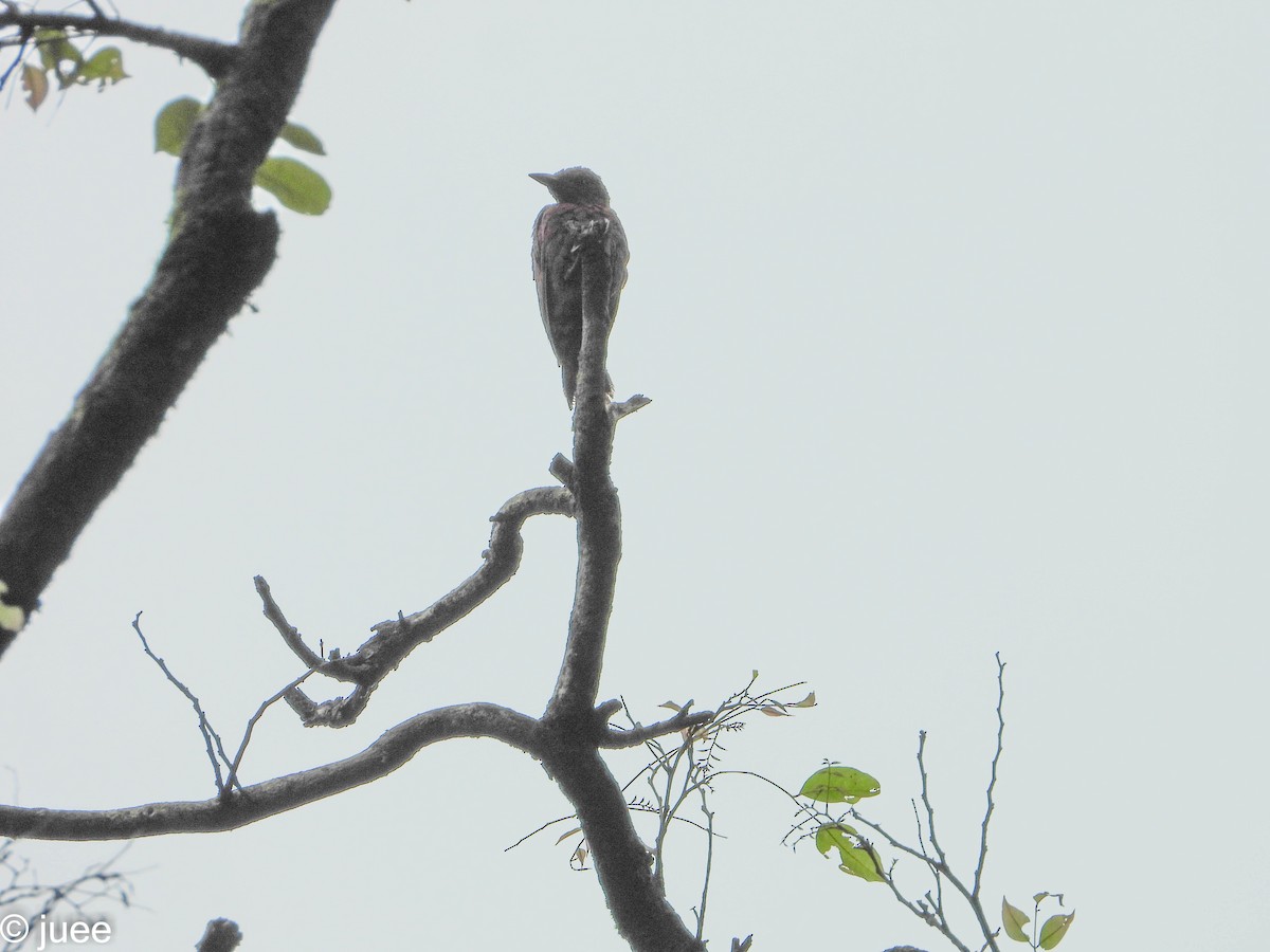 Rufous Woodpecker - ML598723361