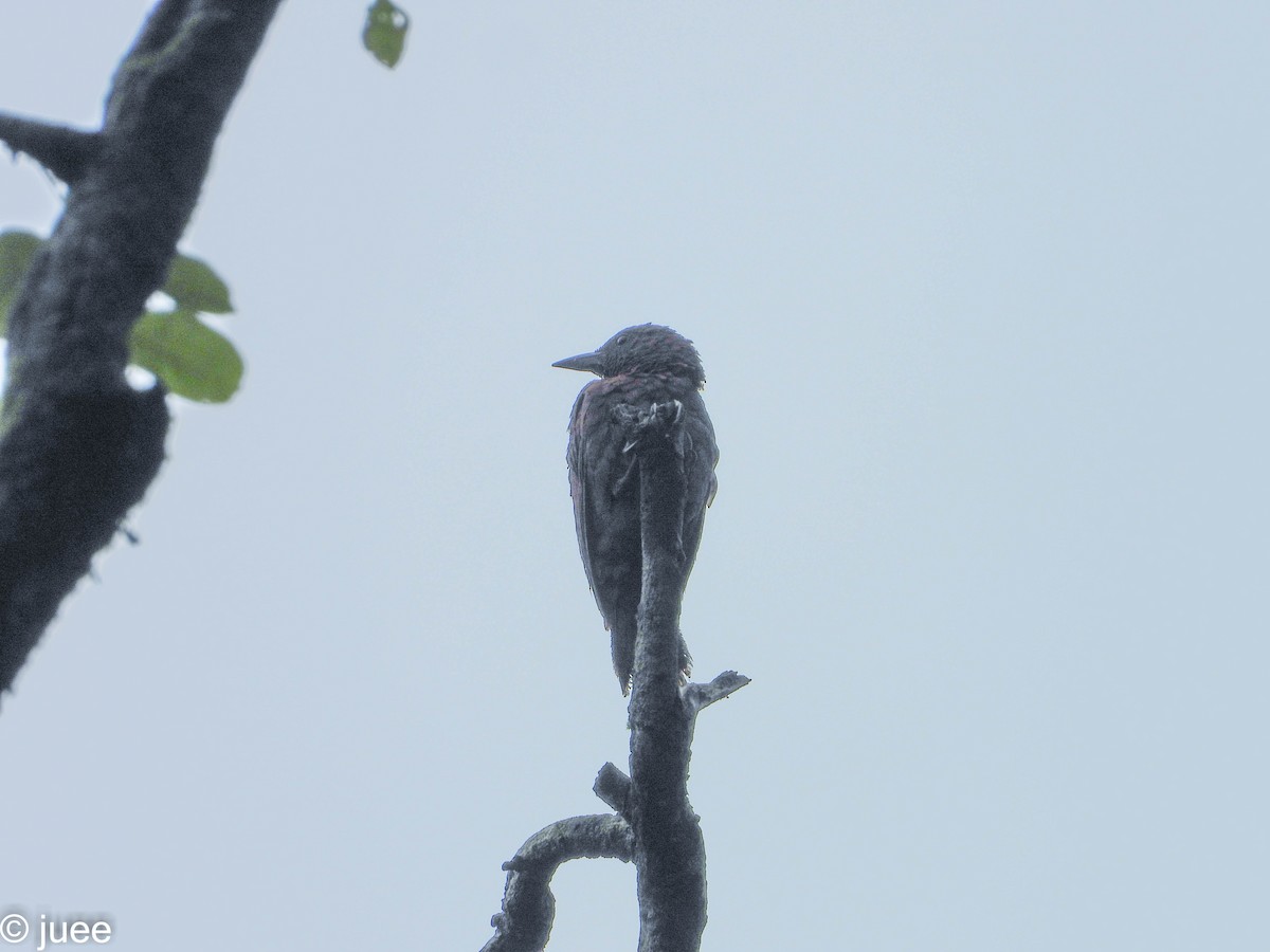 Rufous Woodpecker - juee khopkar