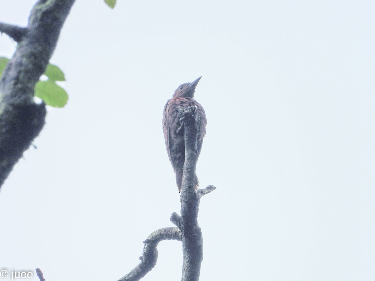 Rufous Woodpecker - juee khopkar