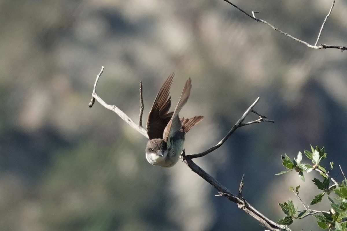 Dickschnabel-Königstyrann - ML598723821