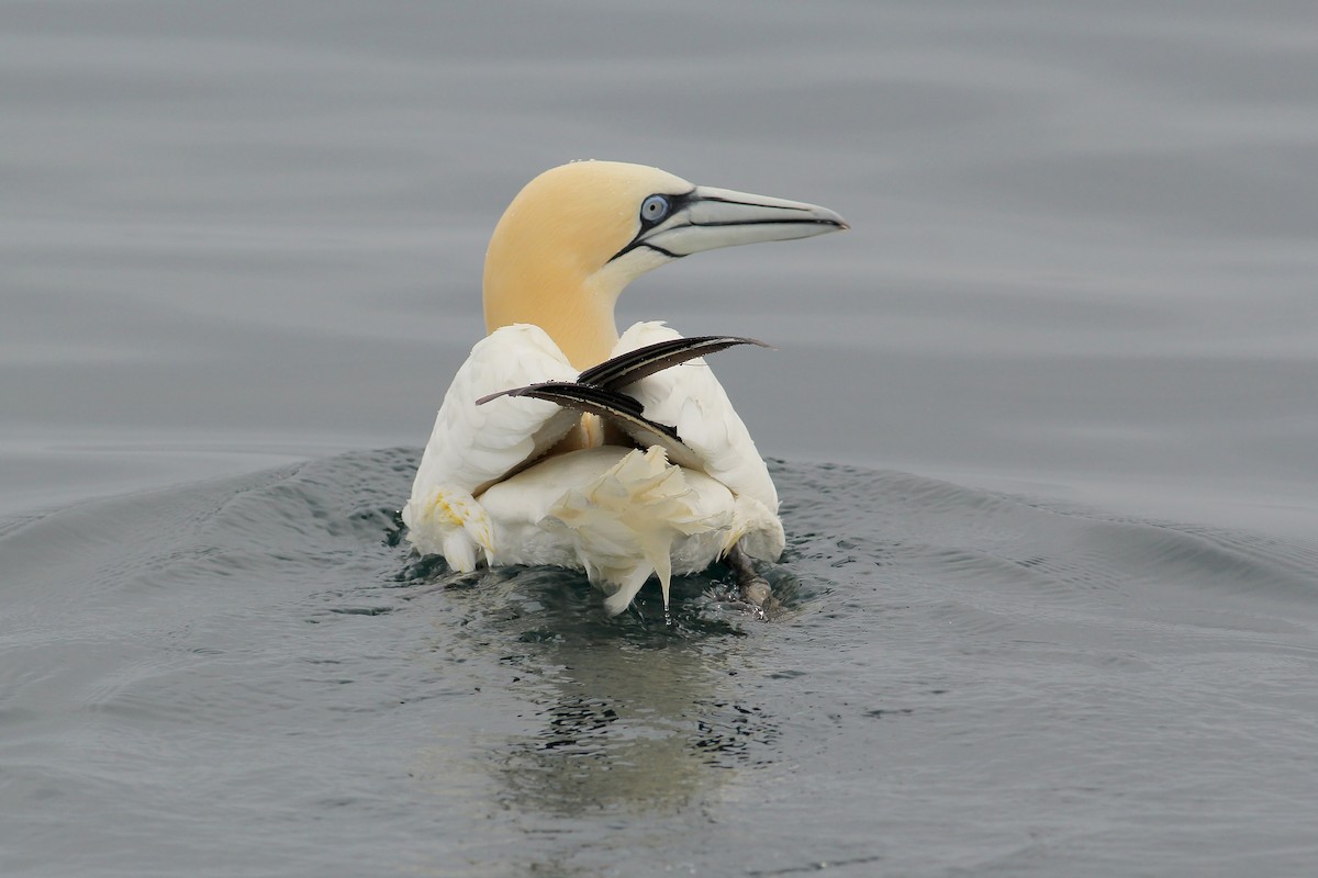 Northern Gannet - ML598723871