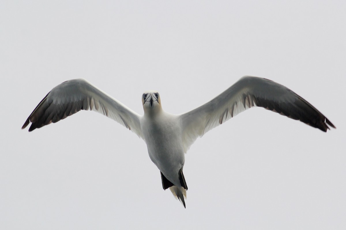 Northern Gannet - ML598724041