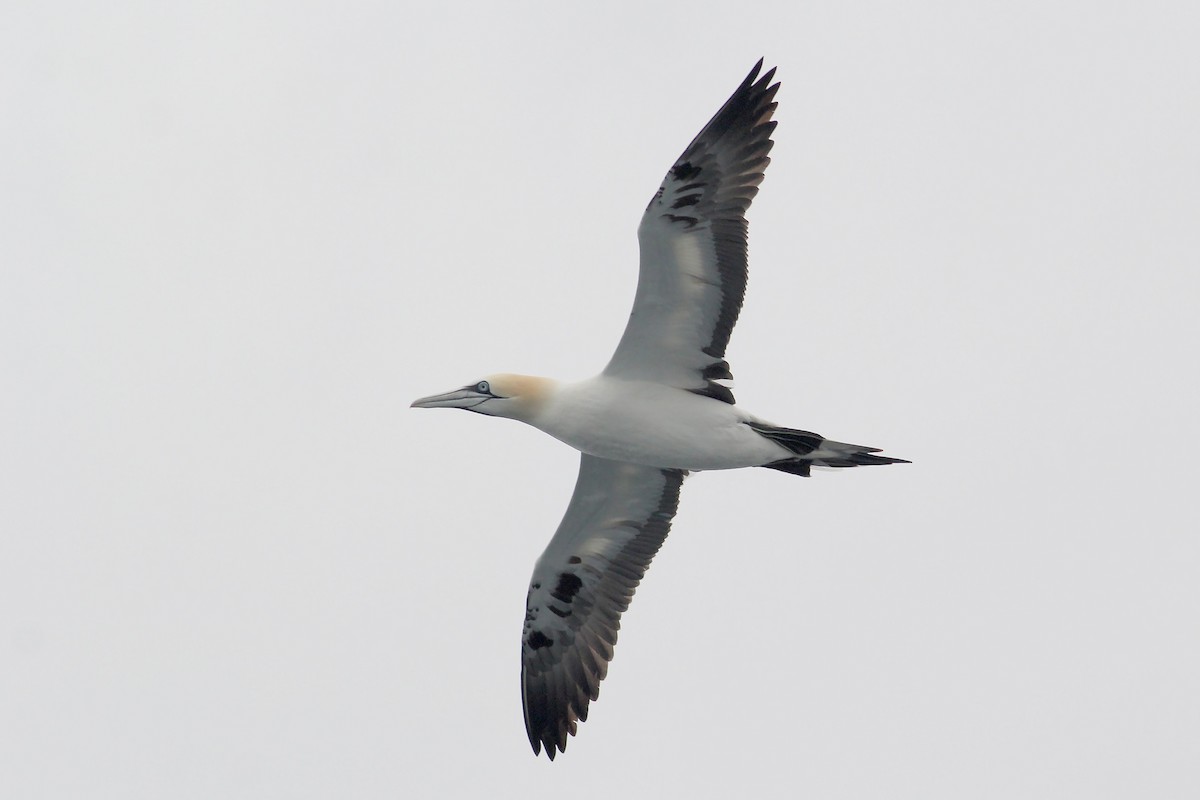 Northern Gannet - ML598724061