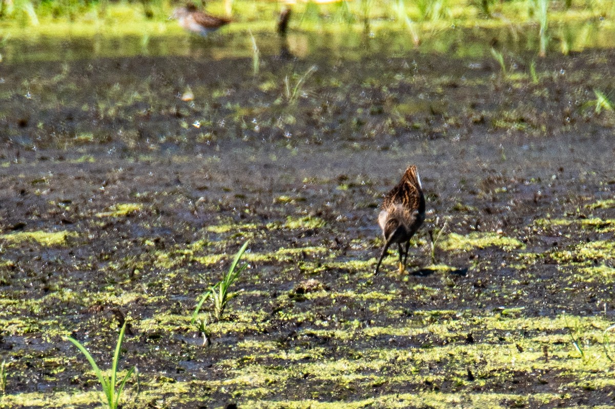 Short-billed Dowitcher - ML598724651