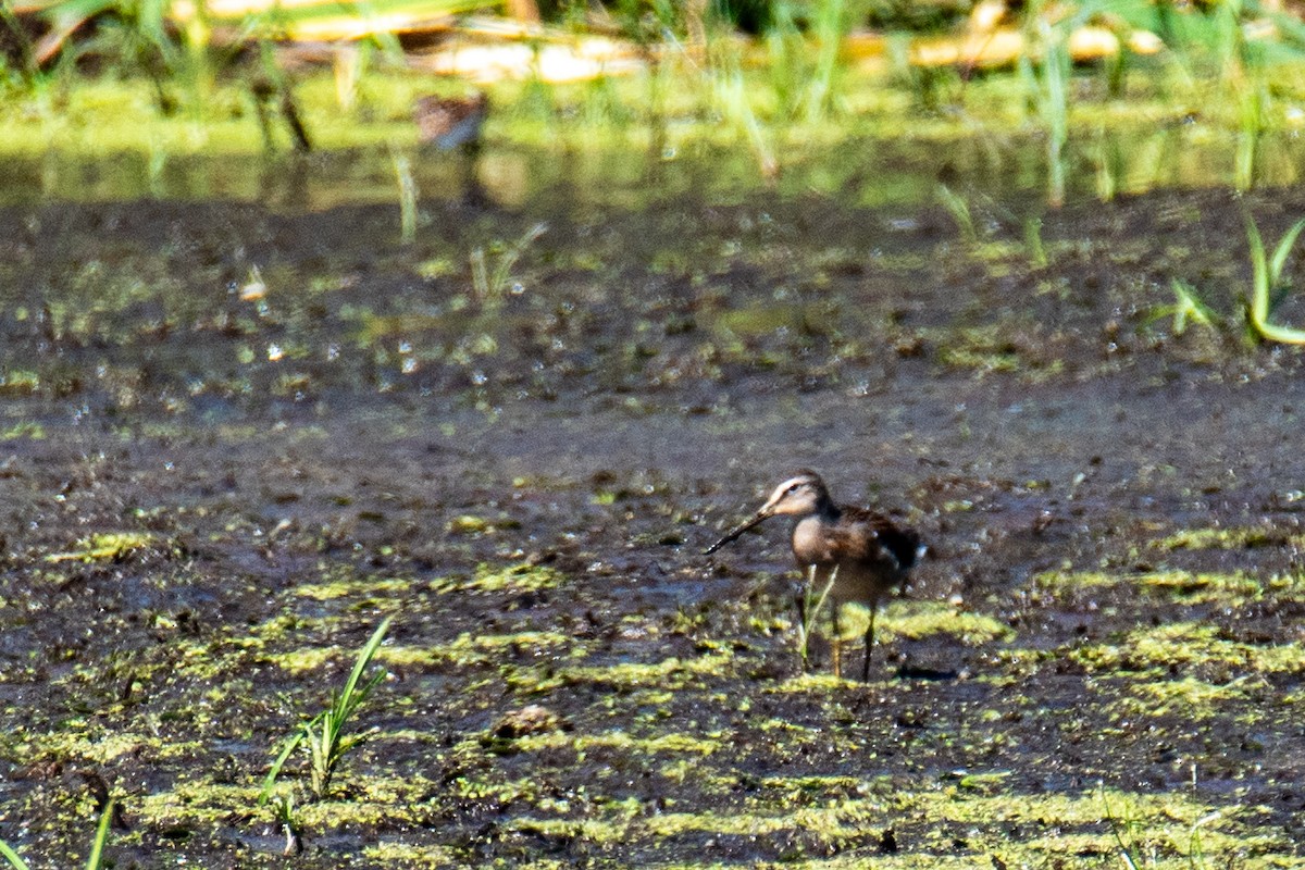 Short-billed Dowitcher - ML598724671