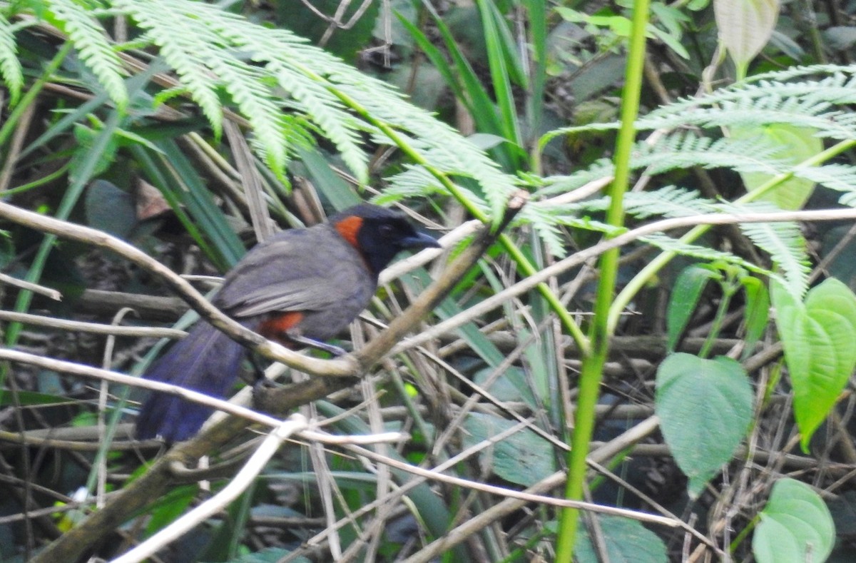 Rufous-necked Laughingthrush - ML598724921