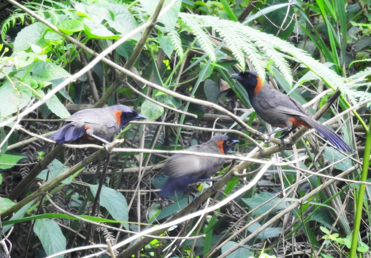 Rufous-necked Laughingthrush - ML598724931