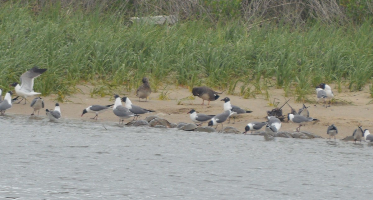 Gadwall - ML59872521