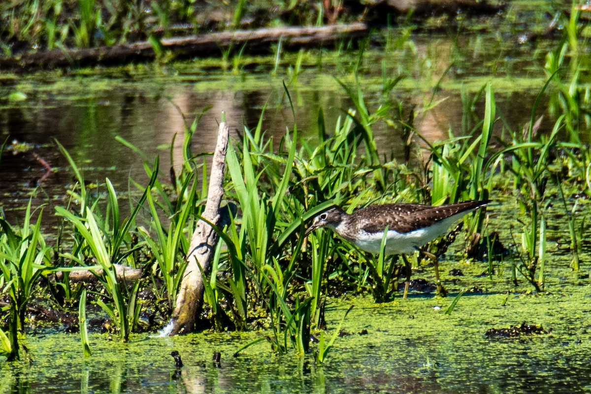 Solitary Sandpiper - ML598725441