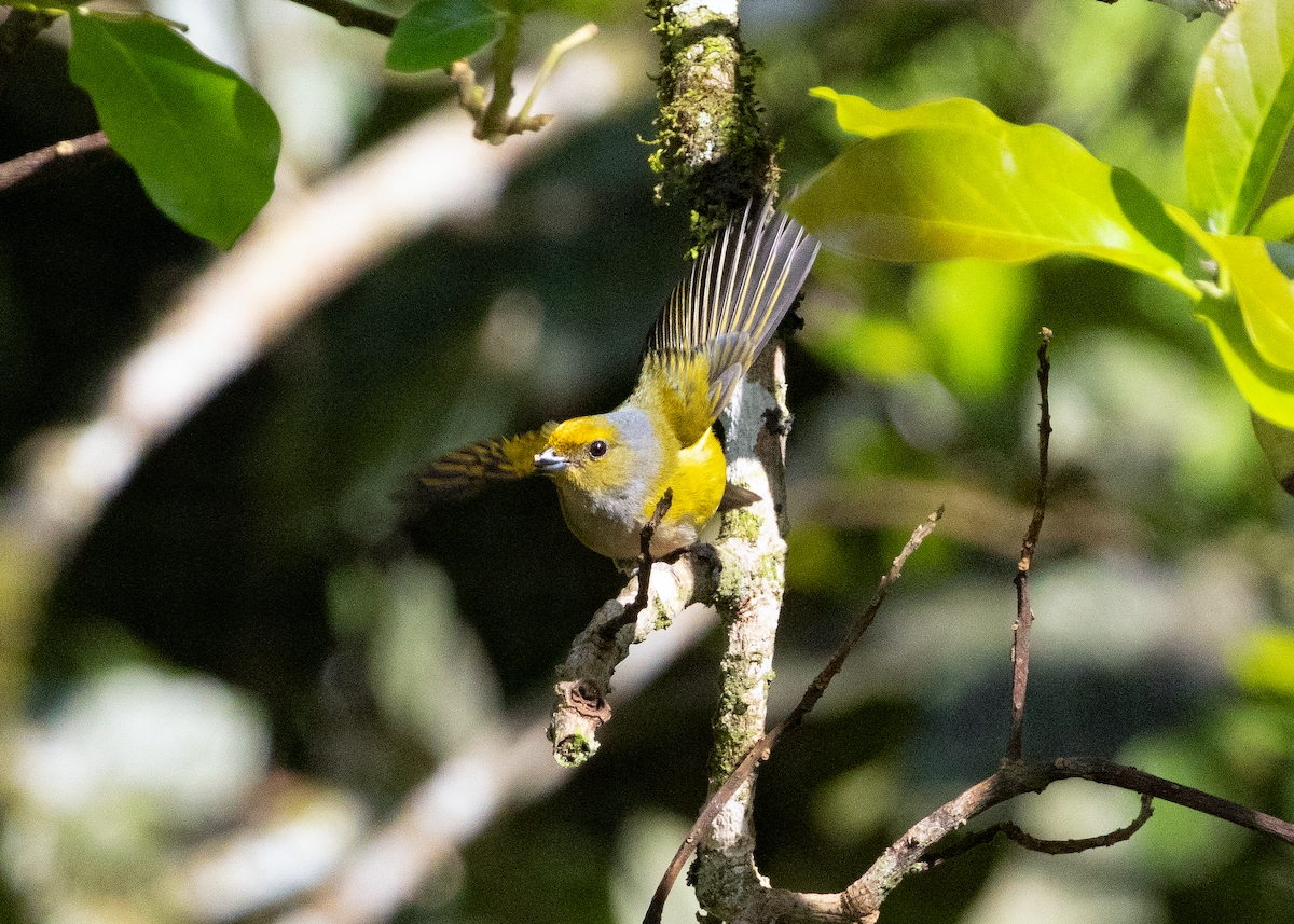 Chestnut-bellied Euphonia - ML598727081