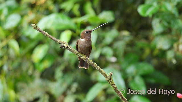 Brown Inca - ML598727251