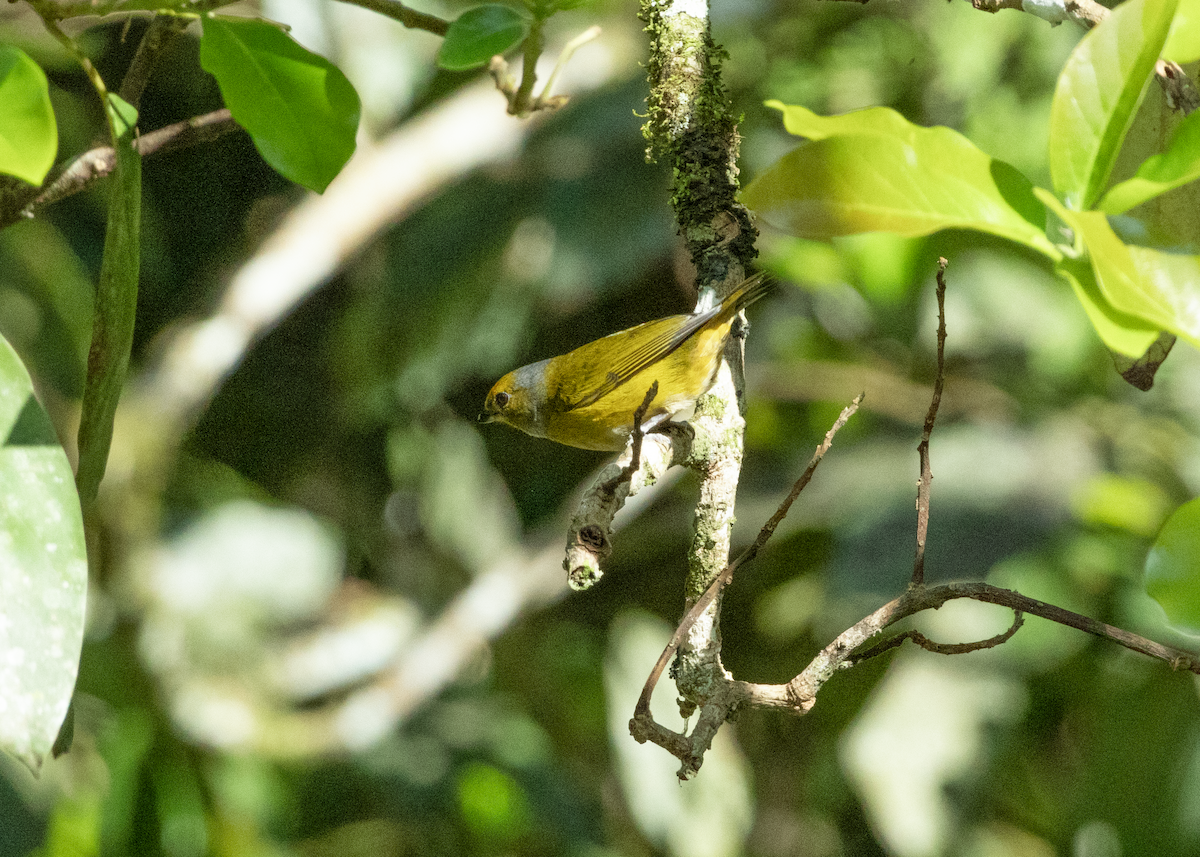 Chestnut-bellied Euphonia - ML598727681