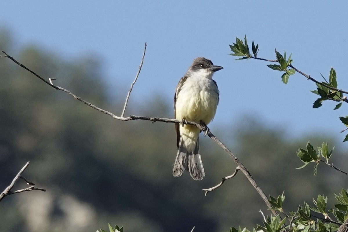 Dickschnabel-Königstyrann - ML598727851