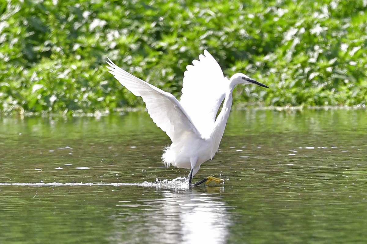 Little Egret - Gerd Schön