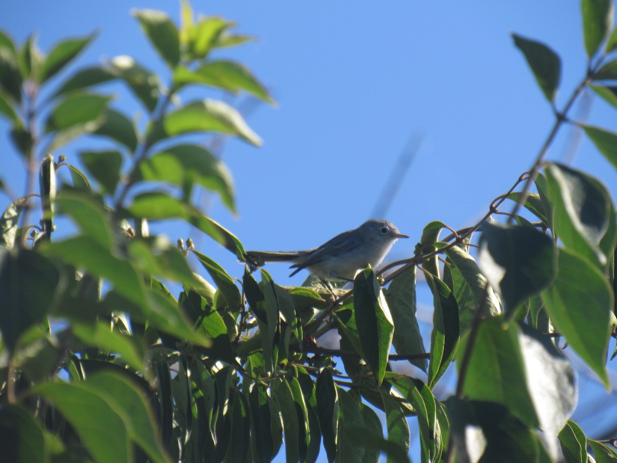 Blue-gray Gnatcatcher - ML598728291