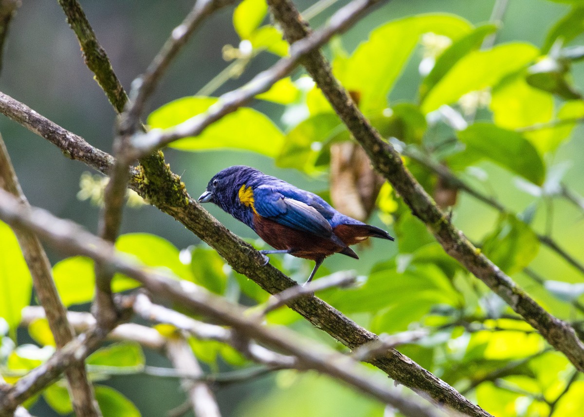 Chestnut-bellied Euphonia - ML598728651