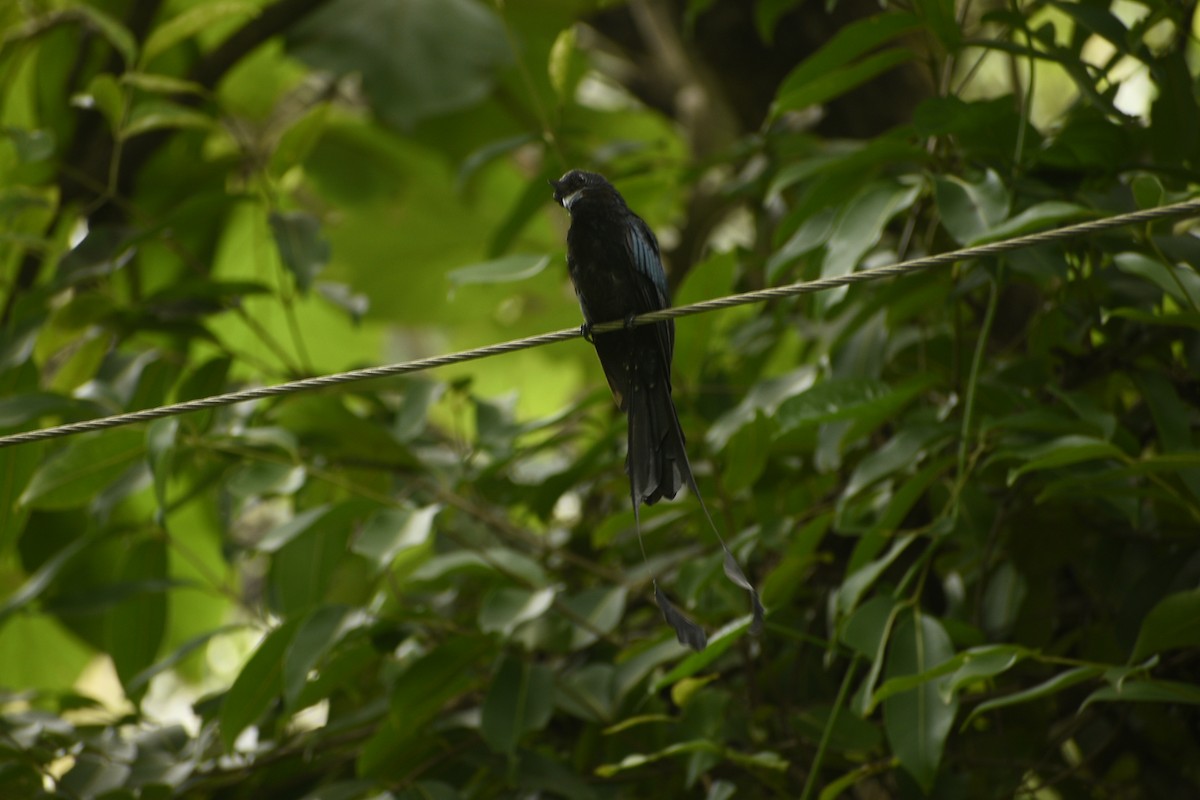 Greater Racket-tailed Drongo - ML598729451