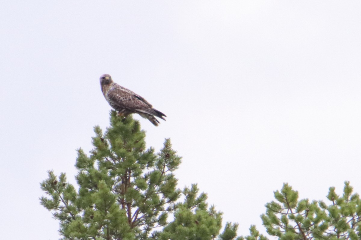 Rough-legged Hawk - Eric Mozas Casamayor