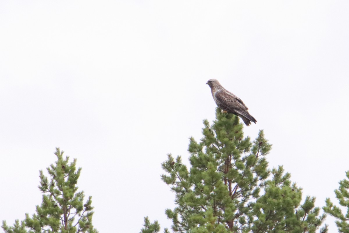 Rough-legged Hawk - ML598729961