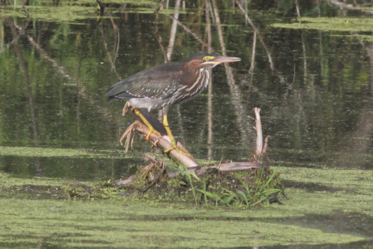 Green Heron - ML598730581