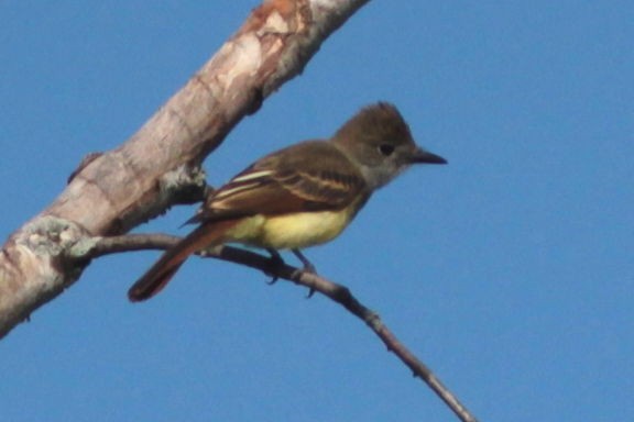 Great Crested Flycatcher - Alain Carriere