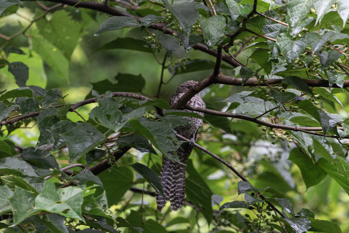 Asian Koel - ML598731231