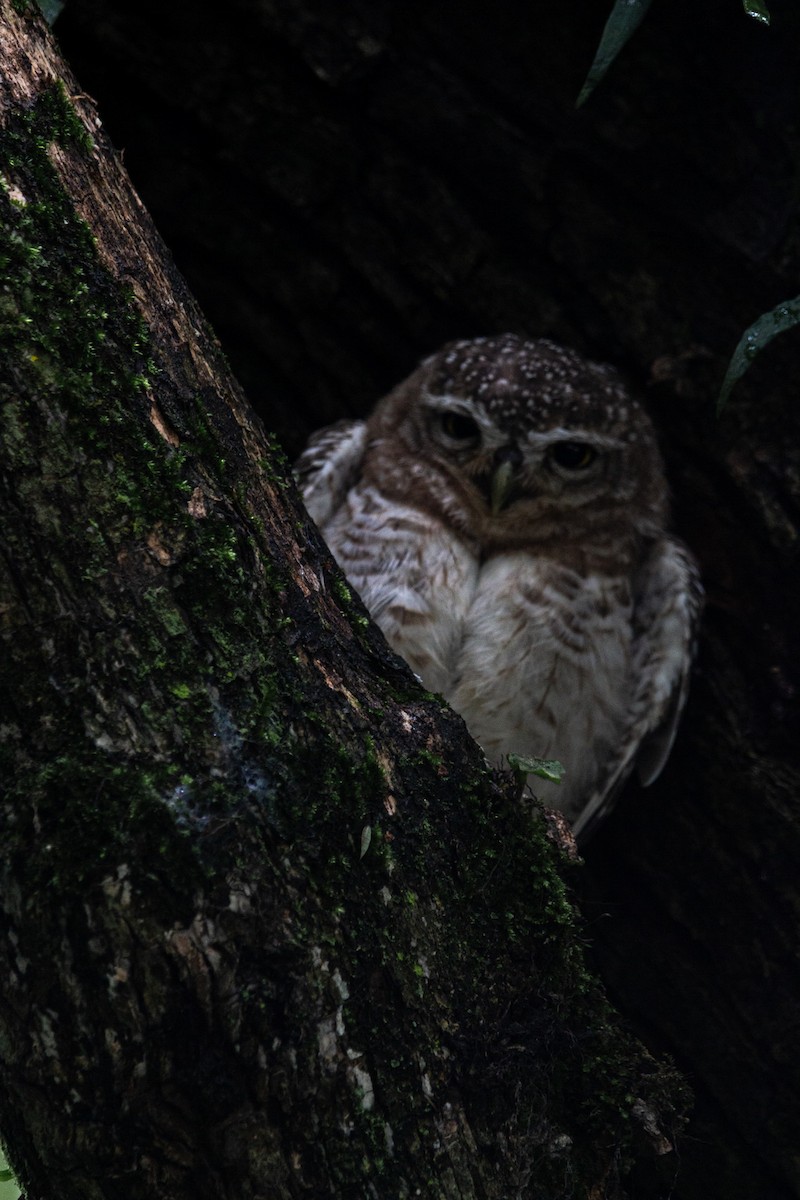 Spotted Owlet - ML598731361