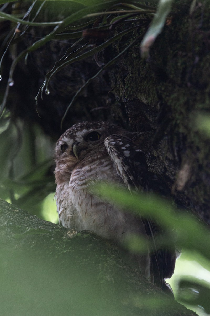 Spotted Owlet - ML598731371