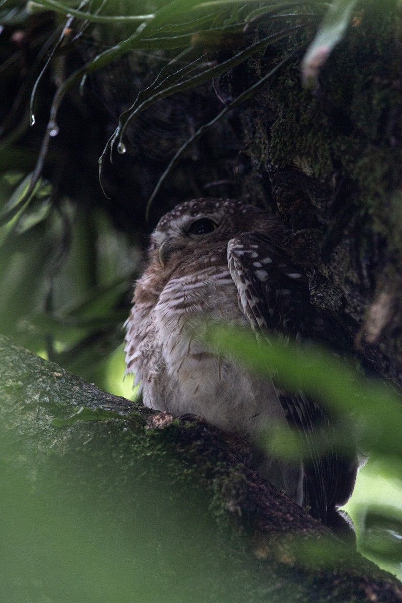 Spotted Owlet - ML598731381