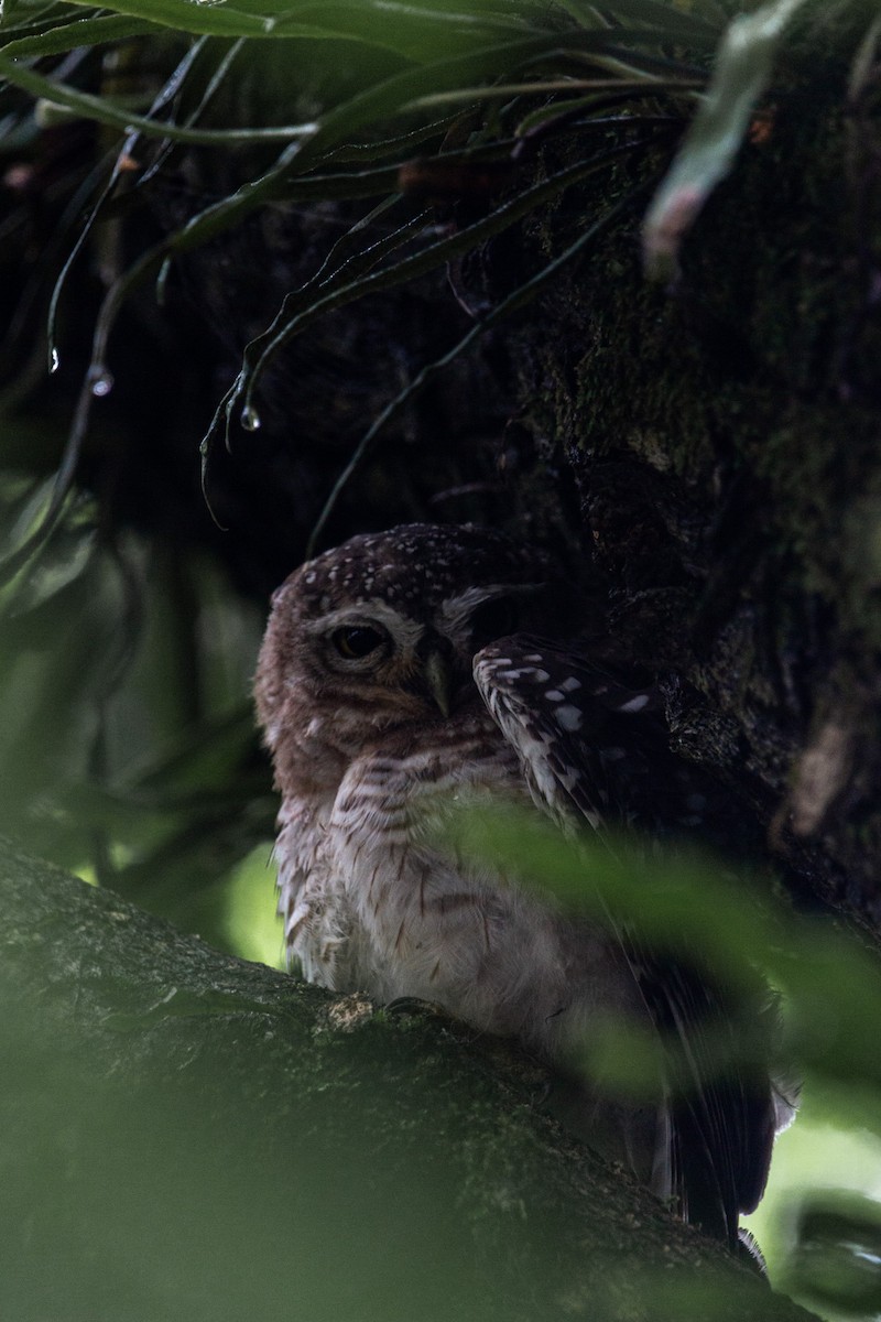 Spotted Owlet - ML598731391