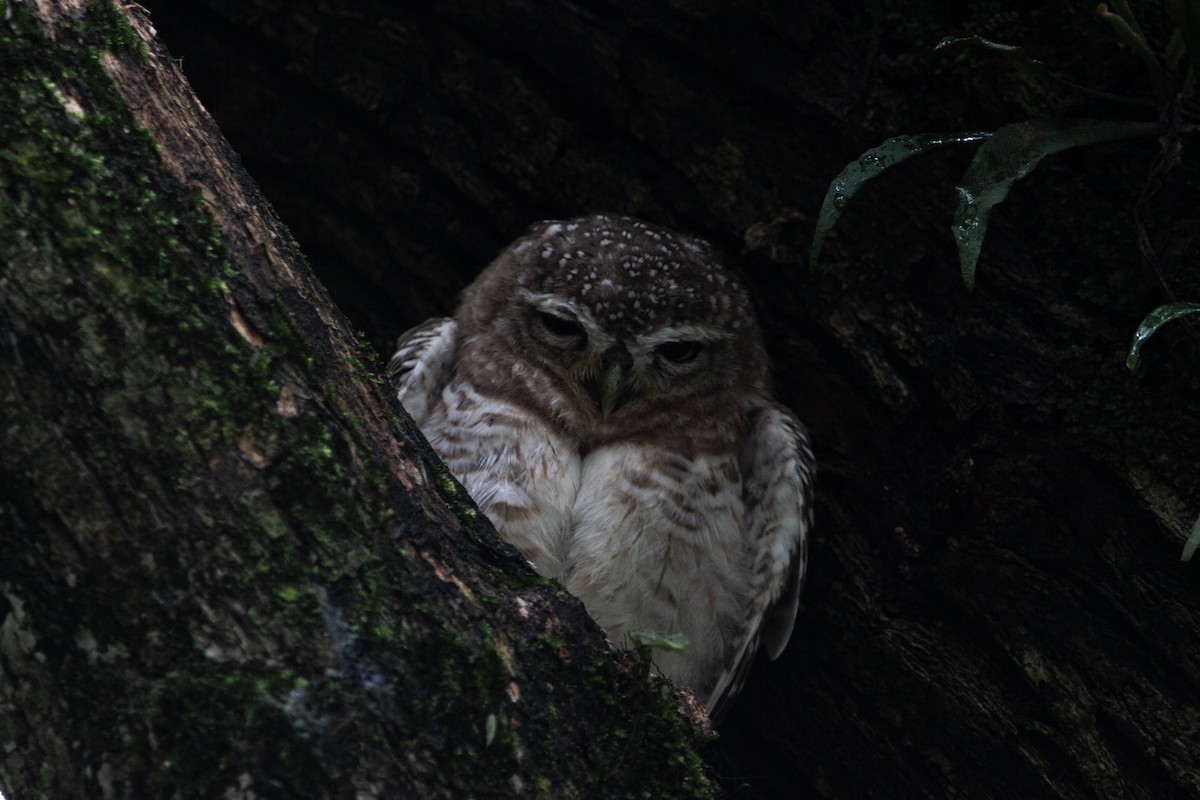 Spotted Owlet - ML598731401