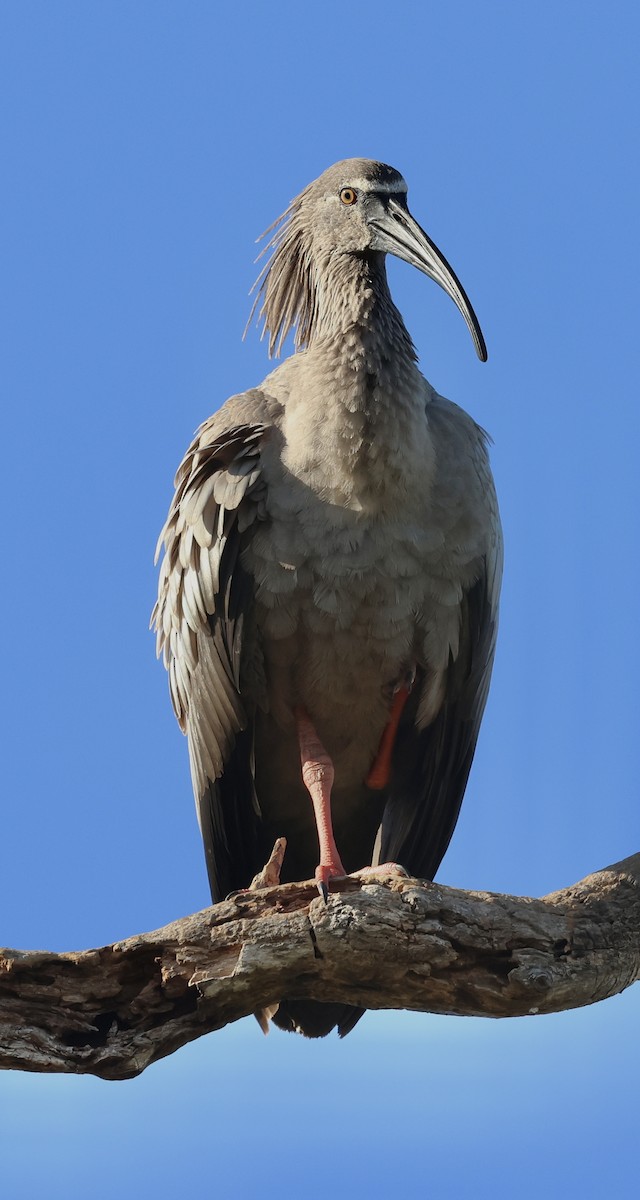 ibis běločelý - ML598731621