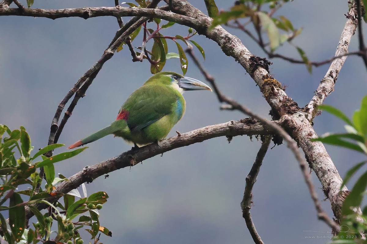 Blue-banded Toucanet - Lasse Olsson