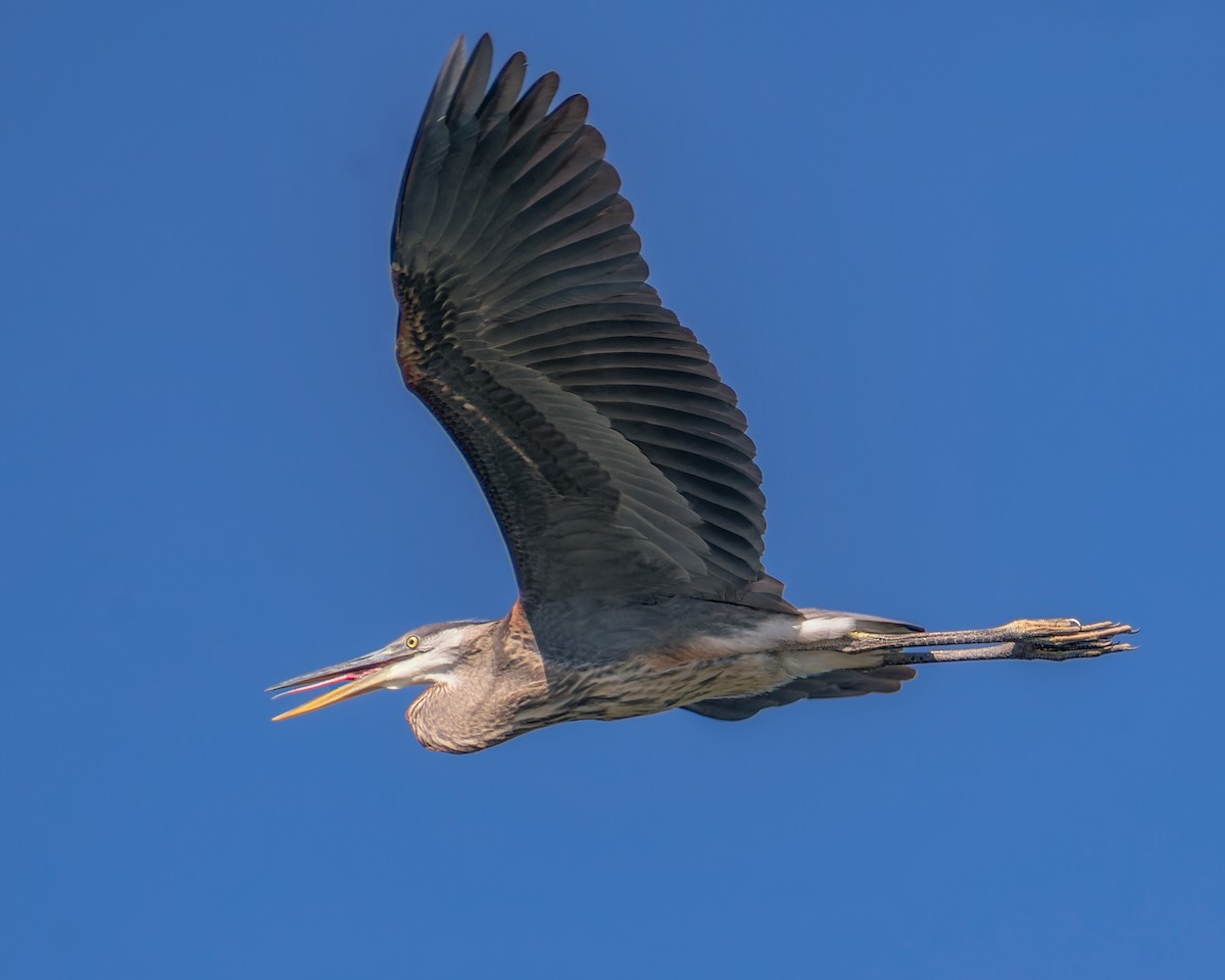 Garza Azulada - ML598732621