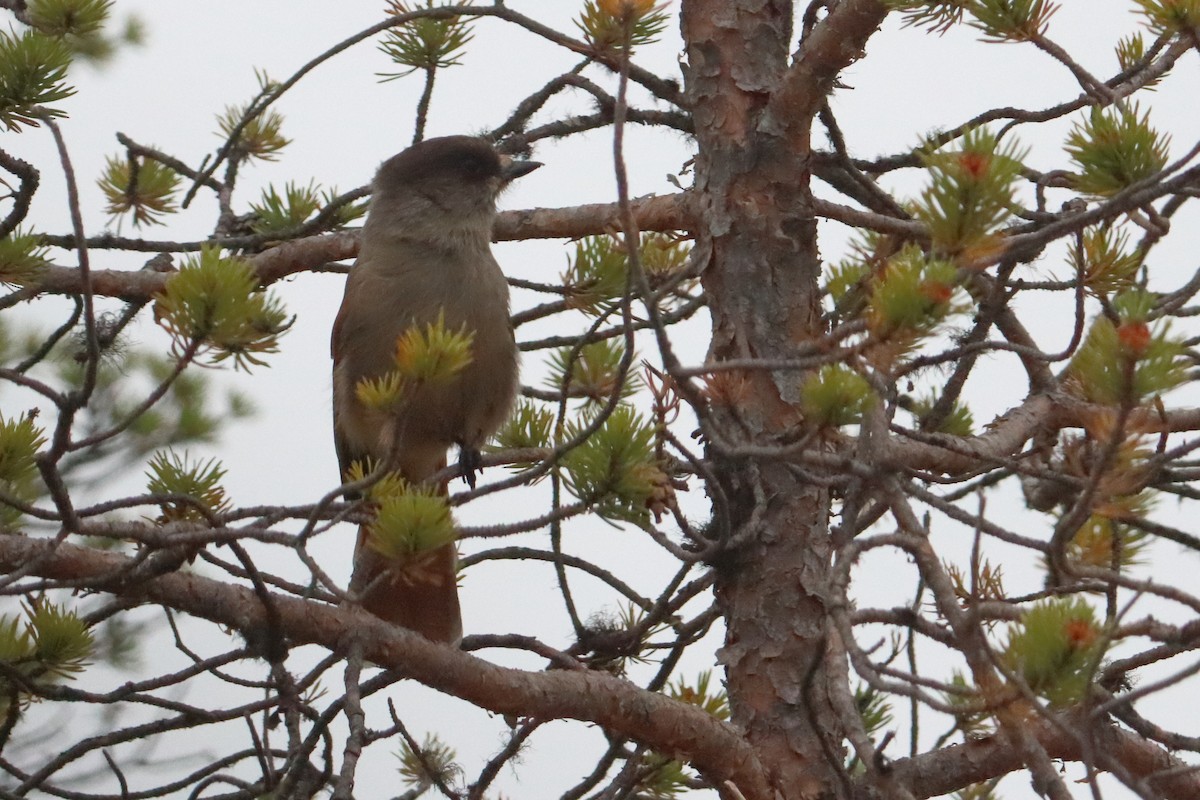 Siberian Jay - Eric Mozas Casamayor