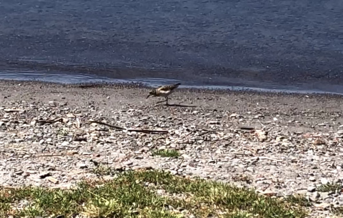 Spotted Sandpiper - Philippe Cambien