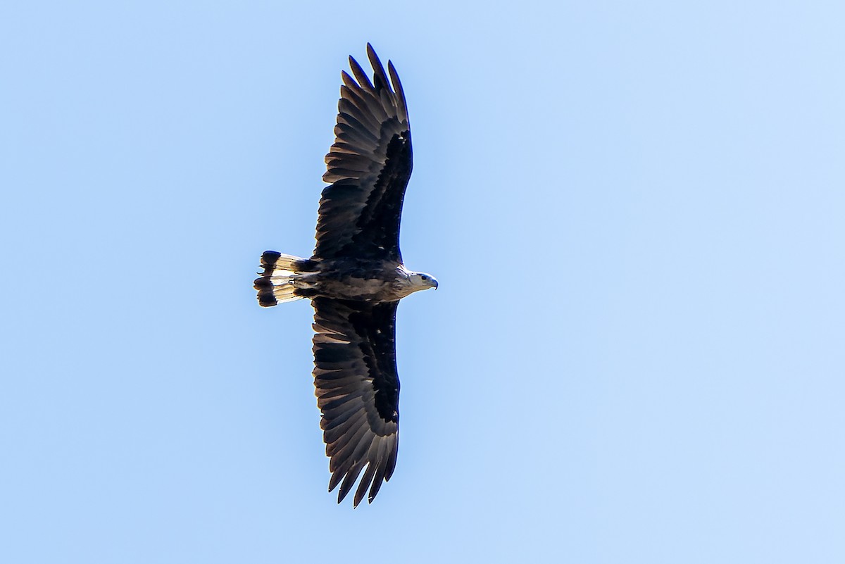 Pallas's Fish-Eagle - Daniel López-Velasco | Ornis Birding Expeditions