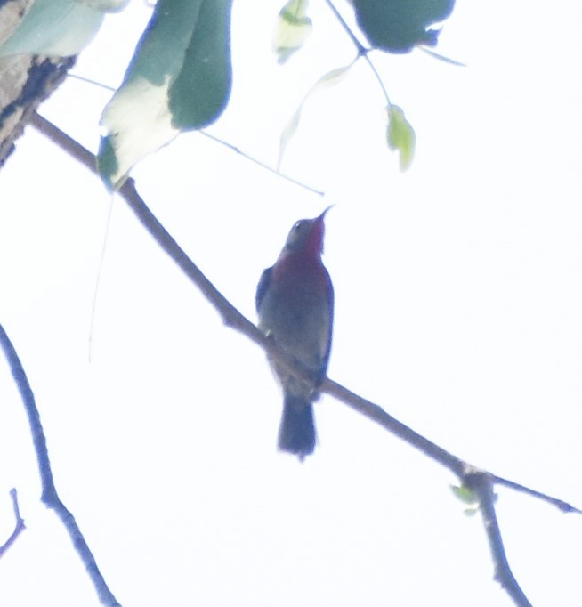 Vigors's Sunbird - ML598736551