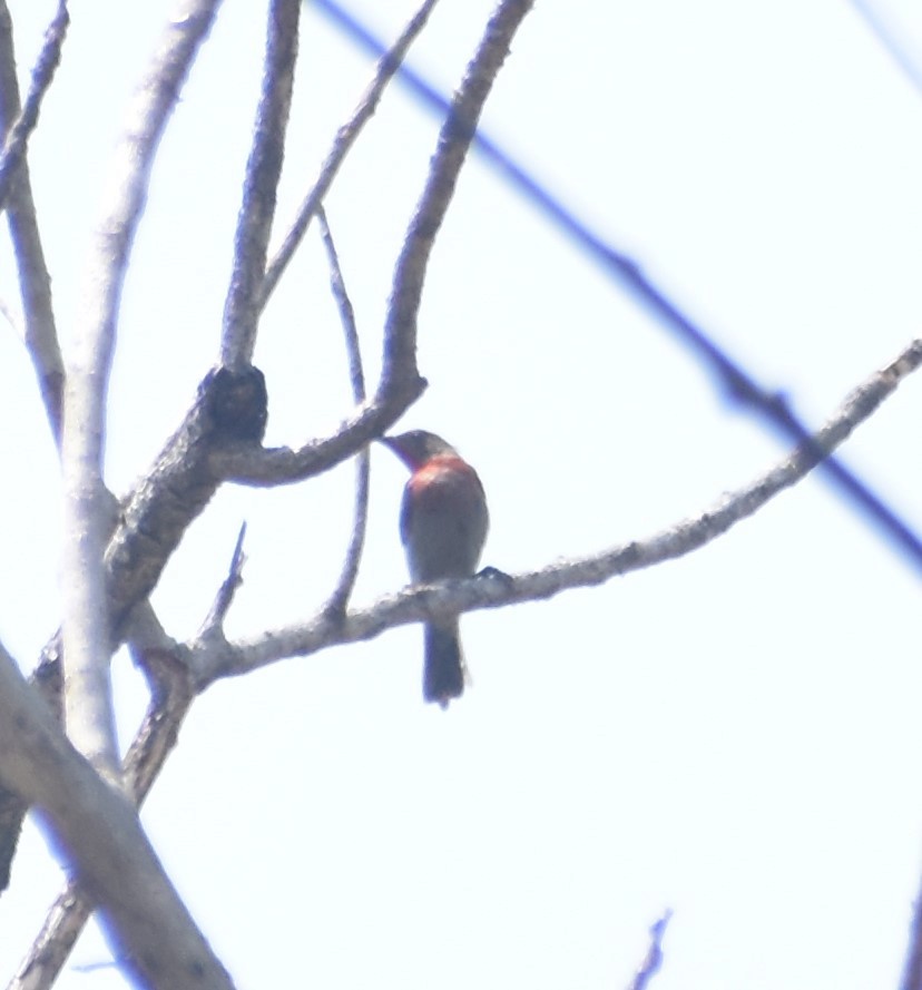 Vigors's Sunbird - Laxminarayan Sonawane