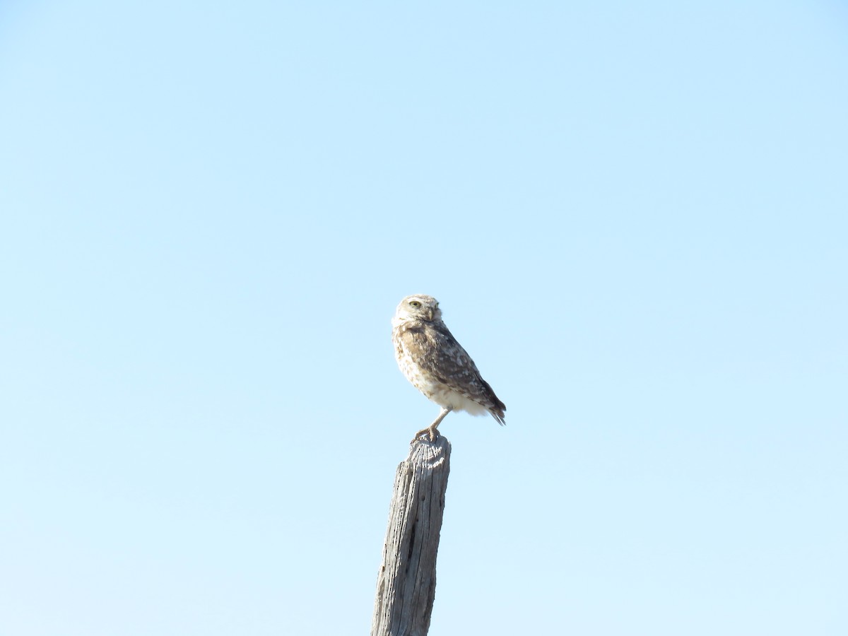 Burrowing Owl - ML598736611