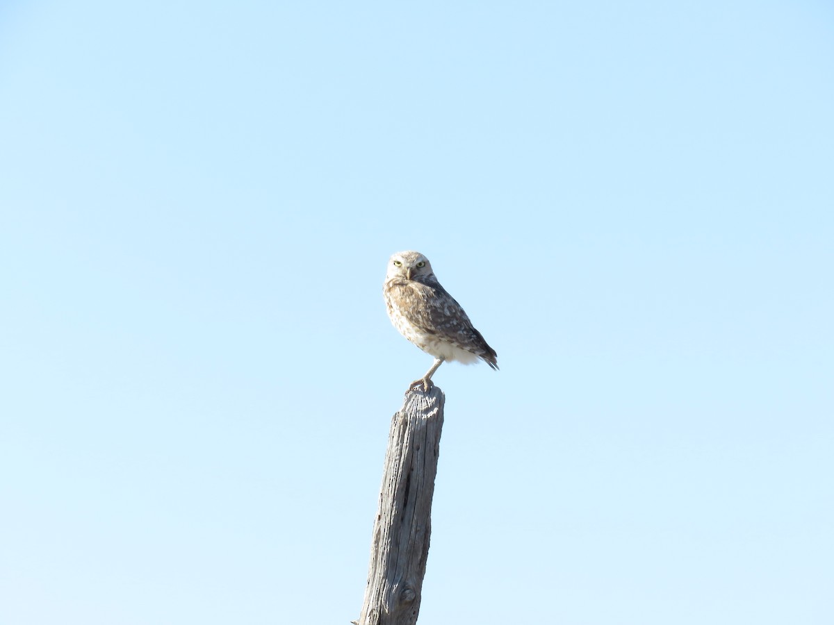 Burrowing Owl - ML598736621