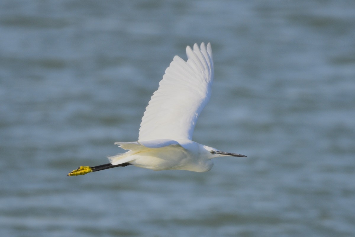 Little Egret - ML598737751