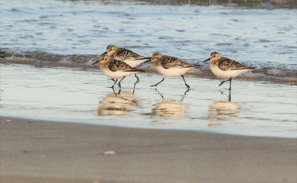 Sanderling - ML598738491