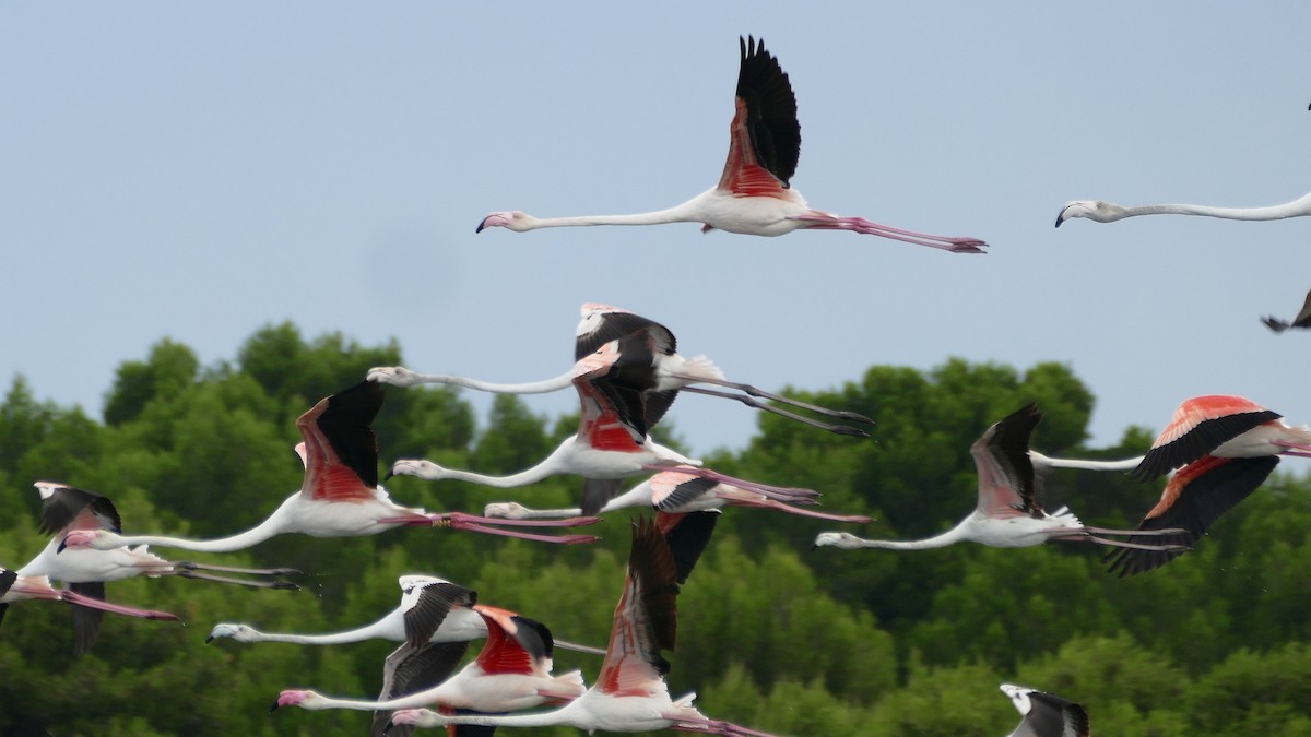 Greater Flamingo - ML598738891