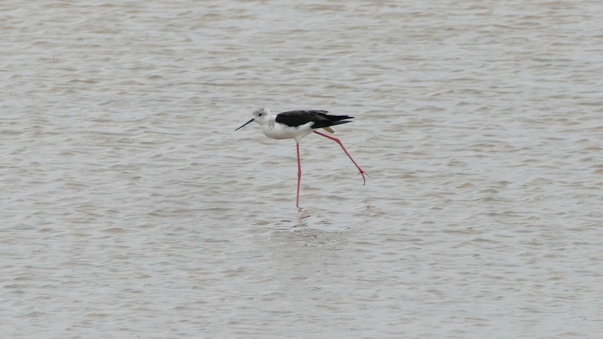 Black-winged Stilt - ML598739341