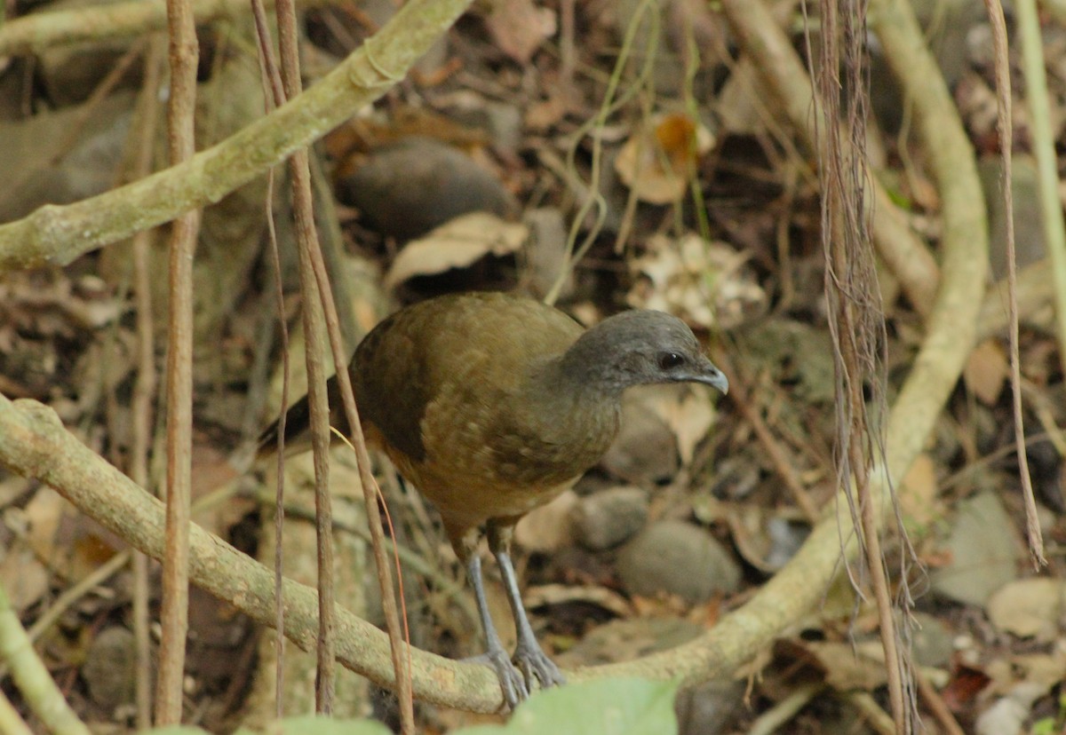 Plain Chachalaca - Wayne Ryan