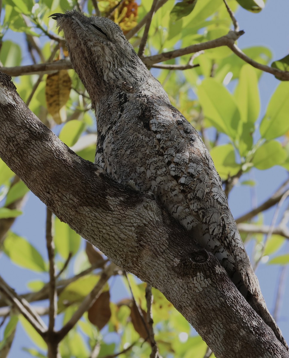 Great Potoo - Judy Grant