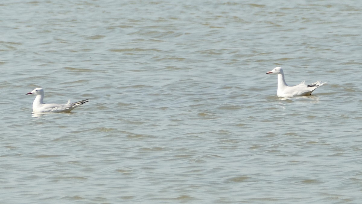 Slender-billed Gull - ML598739631