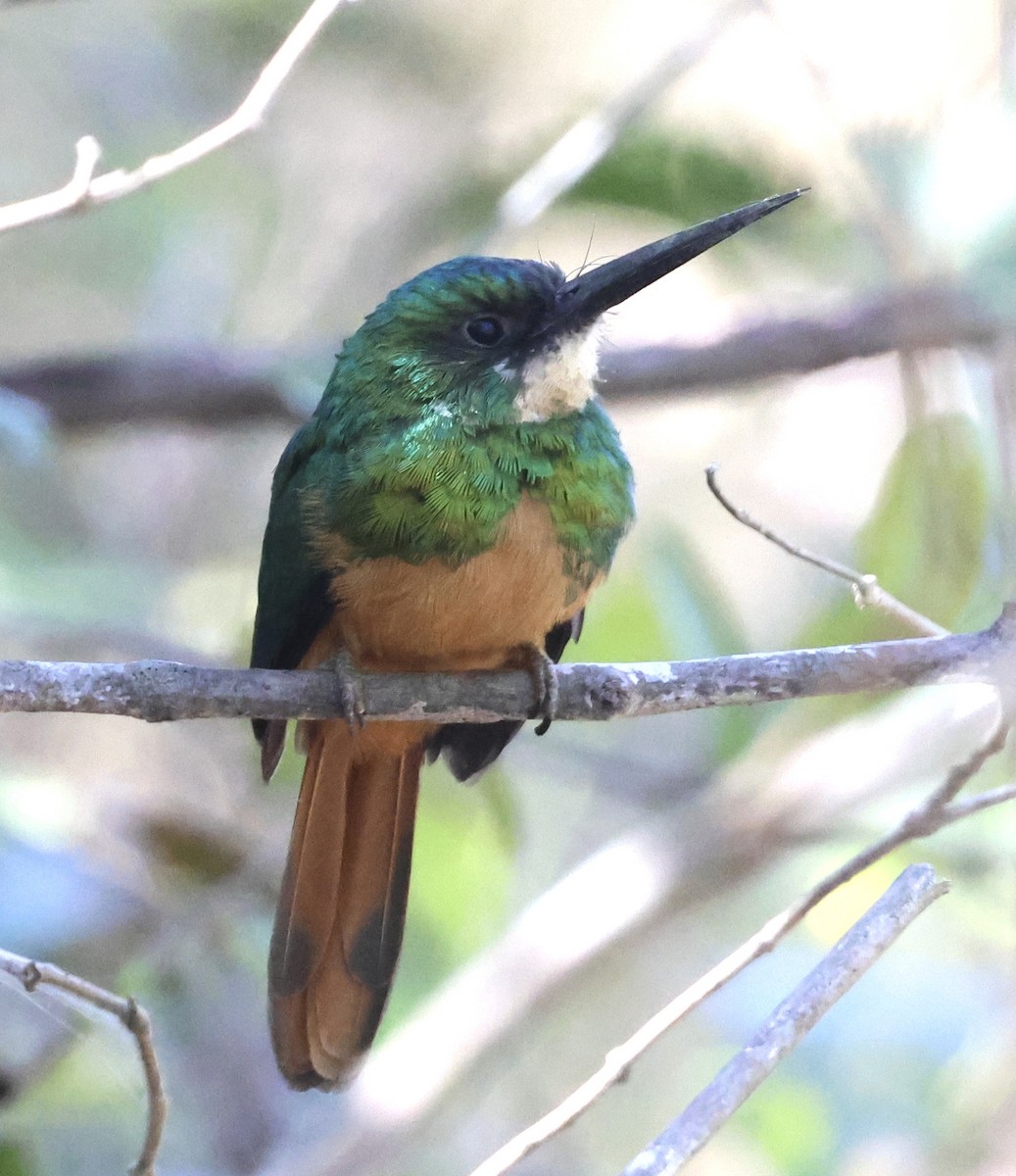 Rufous-tailed Jacamar - Judy Grant