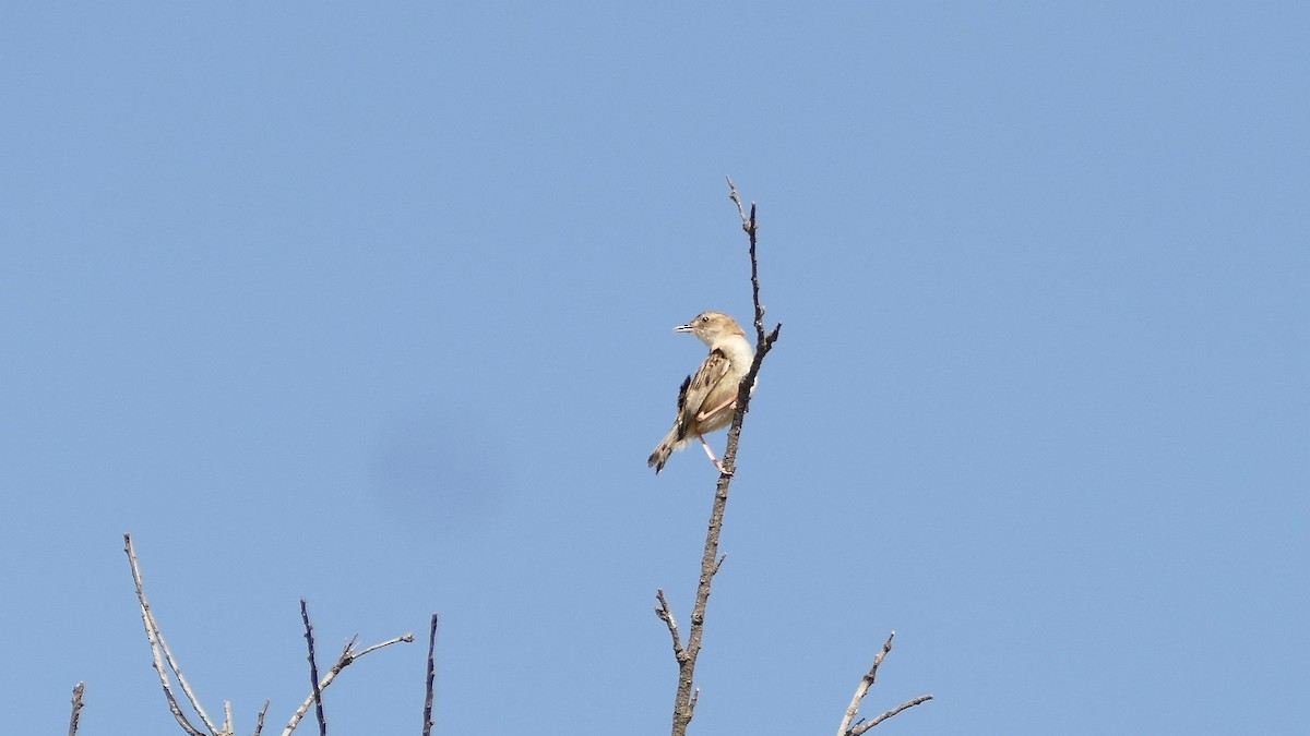 Zitting Cisticola - ML598739821